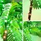 Artificial Lighted Palm Tree (Green) 10"D x 24"W x 11"H
